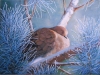 Frosty Morning by Jane C Smith